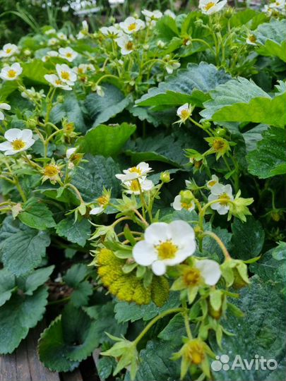 Купчиха рассада