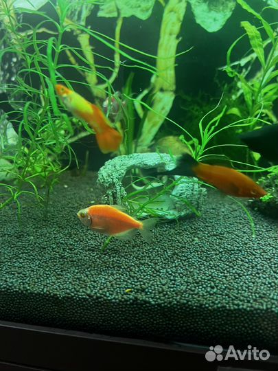 Тернеция глофиш