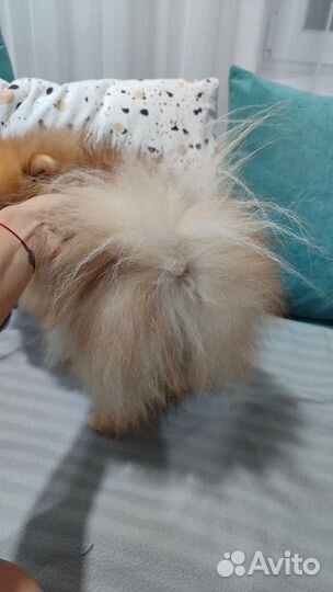 Лосьен Свети от алопеции