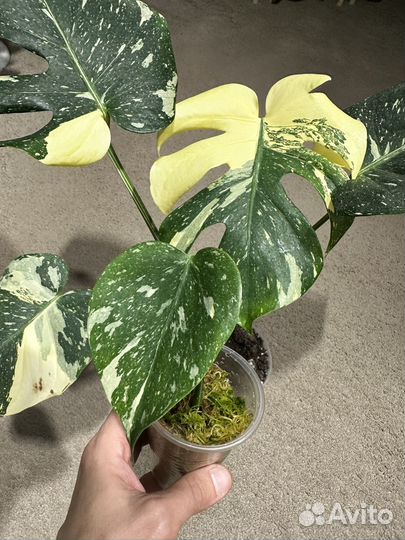 Монстера тайское созвездие