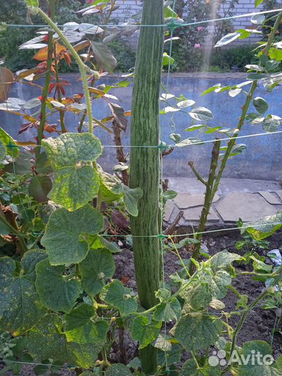 Семена Трихозанта змеевидного 3 сем