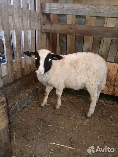 Овцы бараны ягнята
