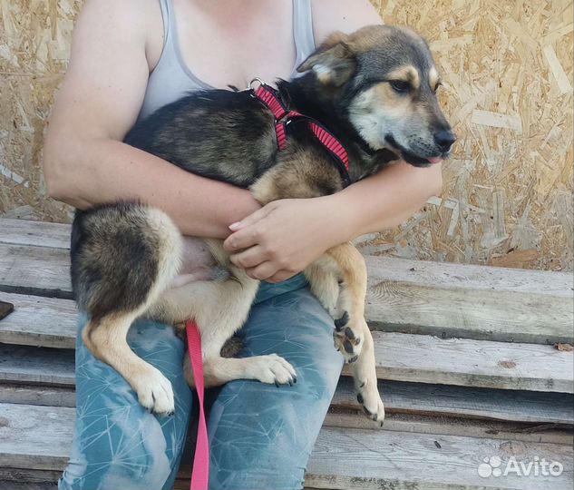 Маленькая собака в дар