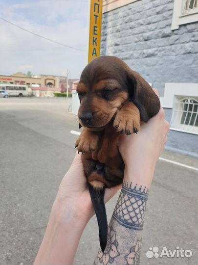 Такса вязка