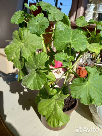 Герань пеларгония розебудная