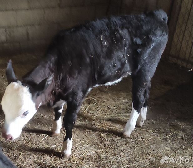 Телочка 2,5 месяца