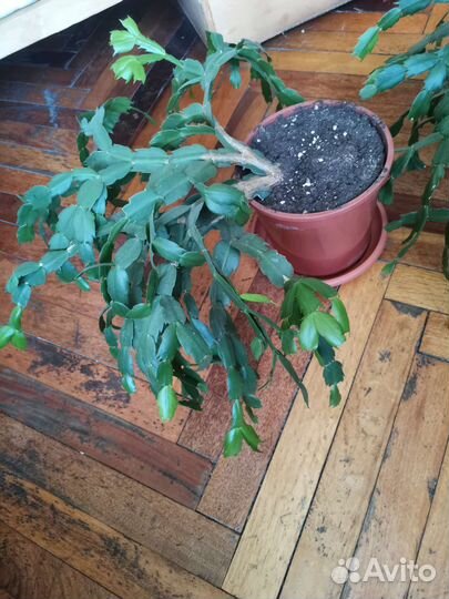 Декабрист шлюмбергера