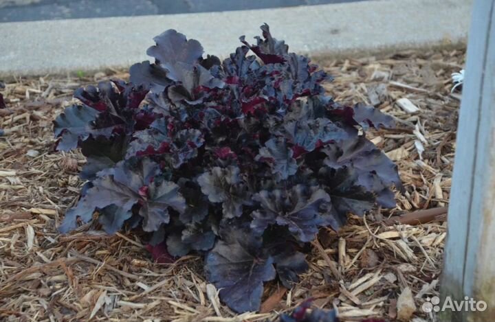 Гейхера Блек Перл