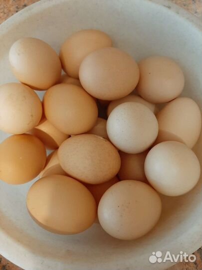 Домашние куриные яйца