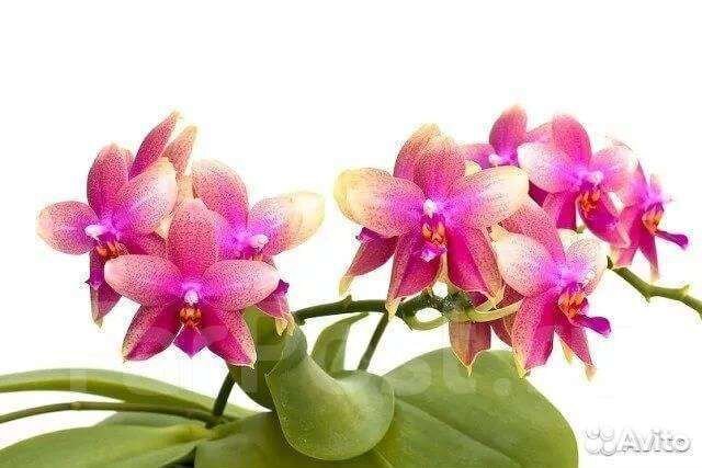 Орхидея фаленопсис подросток