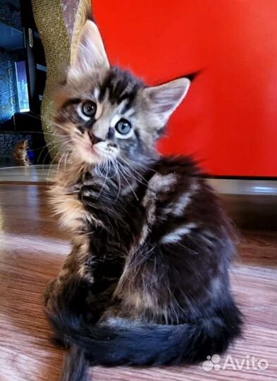 Котята мейн-кун полидакт