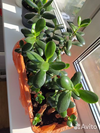 Толстянка, денежное дерево, красула