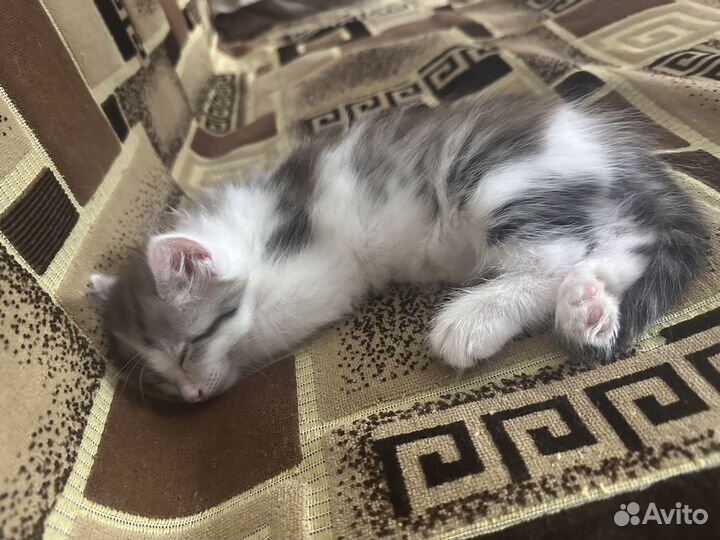 Котенок в дар бесплатно