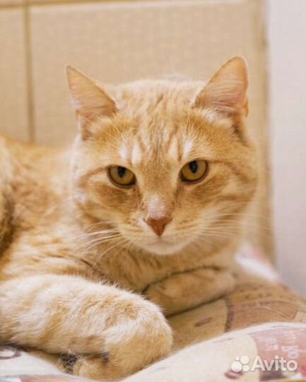 Уютный ласковейший котик Жером ищет дом