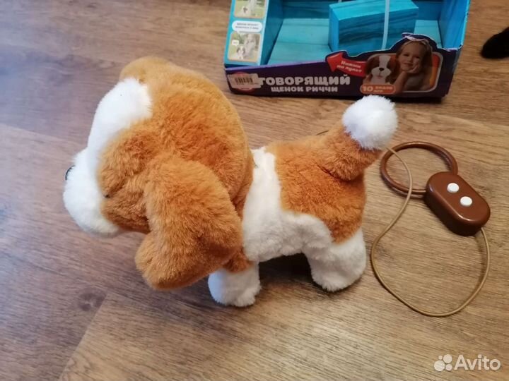 Щенок на поводке ричи