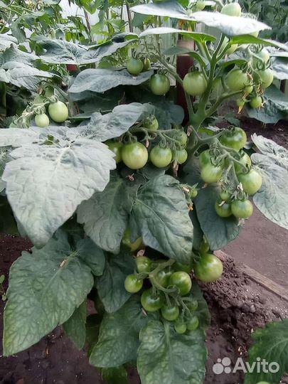 Рассада помидор -черри. Новый год