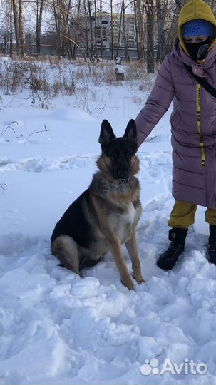 Ждем невесту