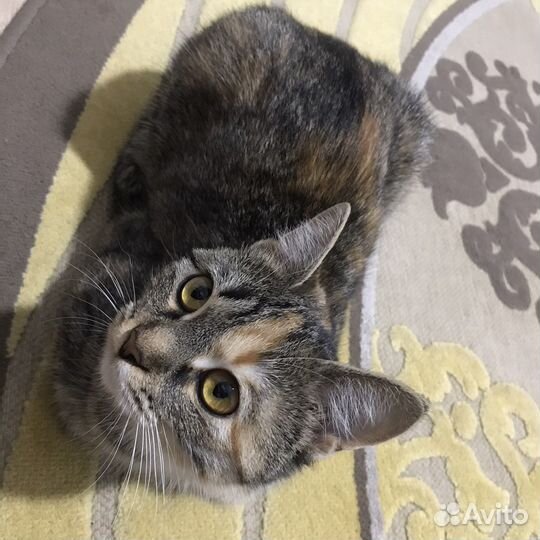 В хорошие руки