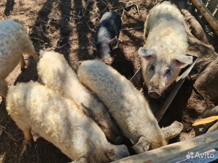 Венгерская мангалица