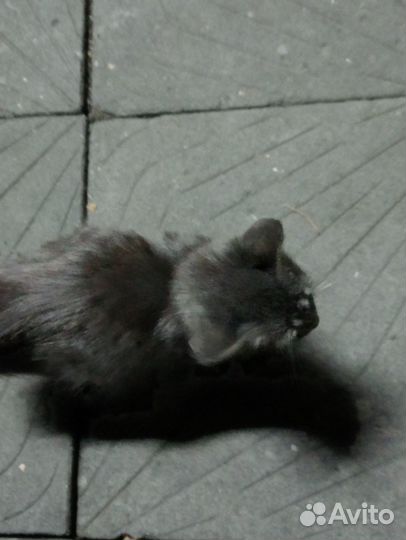 Котенок серый