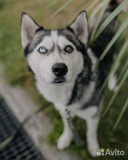 Сибирский хаски