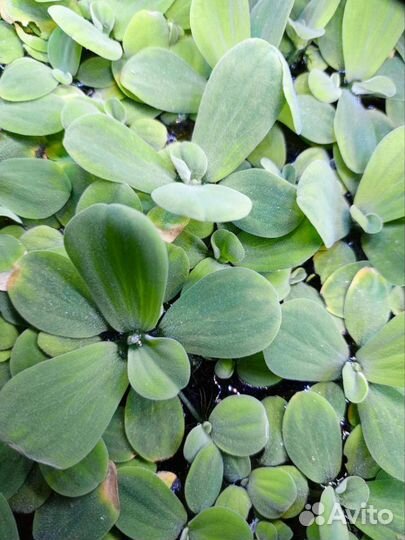 Водоросли для аквариума