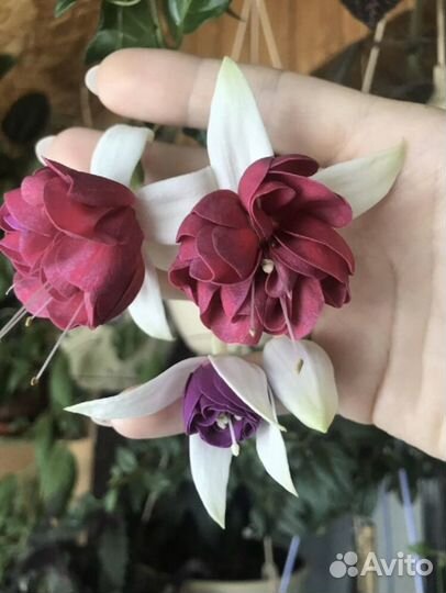 Фуксия сортовая махровая