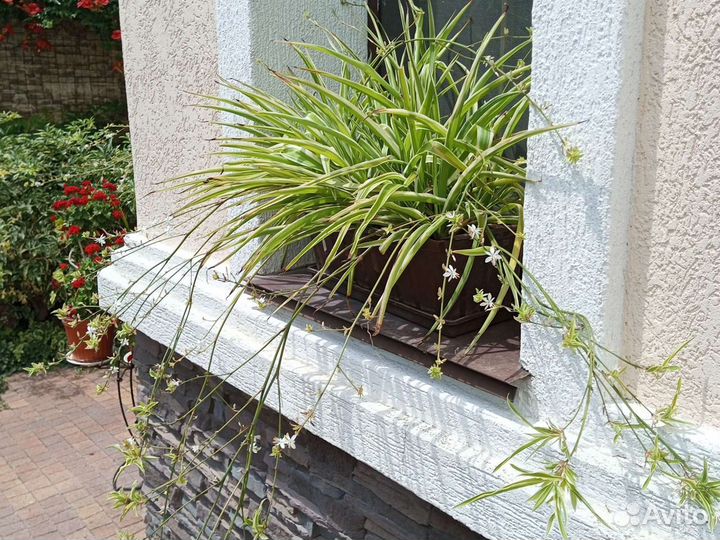 Комнатные растения