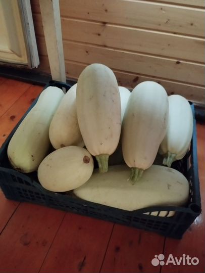 Кабачки свежие домашние