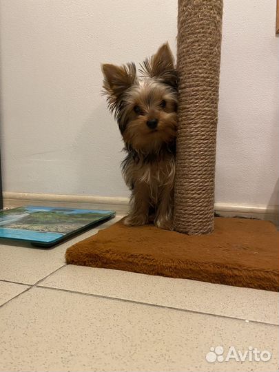 Йоркширский терьер щенок стандарт