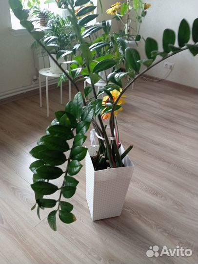 Замиокулькас