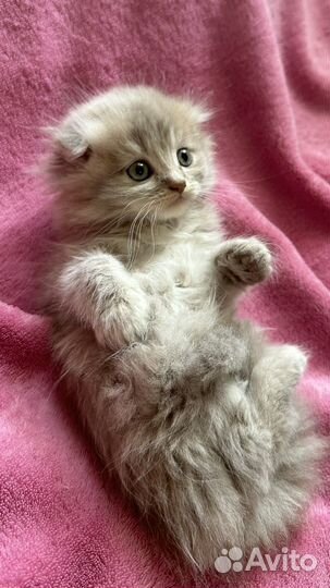 Шотладский котенок девочка скотиш фолд