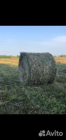 Сено в тюках