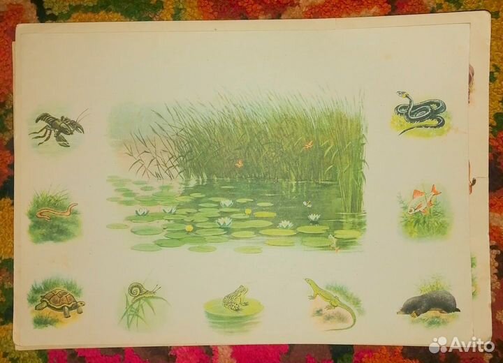 Обучающие карточки