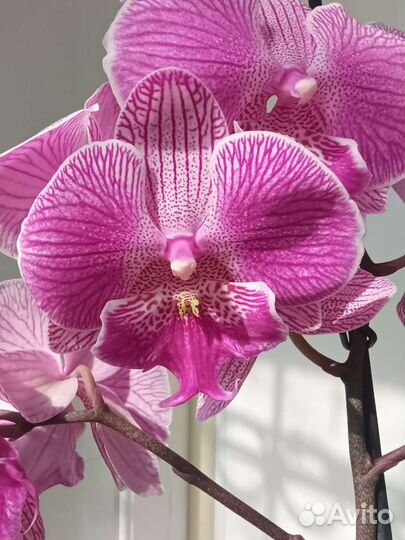 Орхидея фаленопсис Royal Smile Биг Лип. Отцвёл