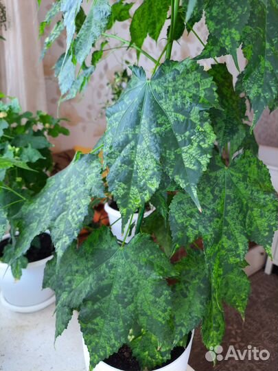 Клен комнатный абутилон