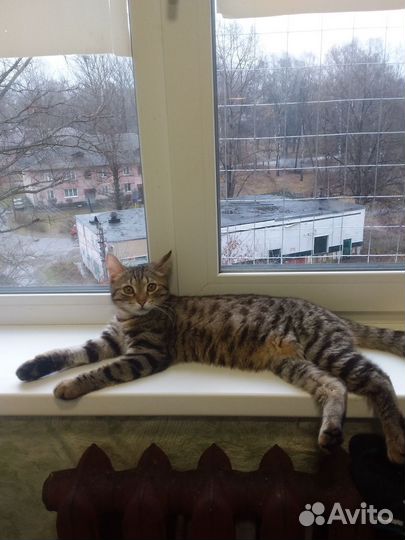 Европейская