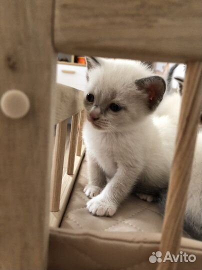 Отдам бесплатно