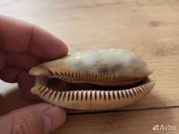 Морская раковина