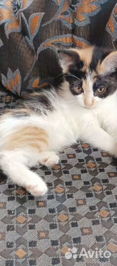 Котёнок в дар