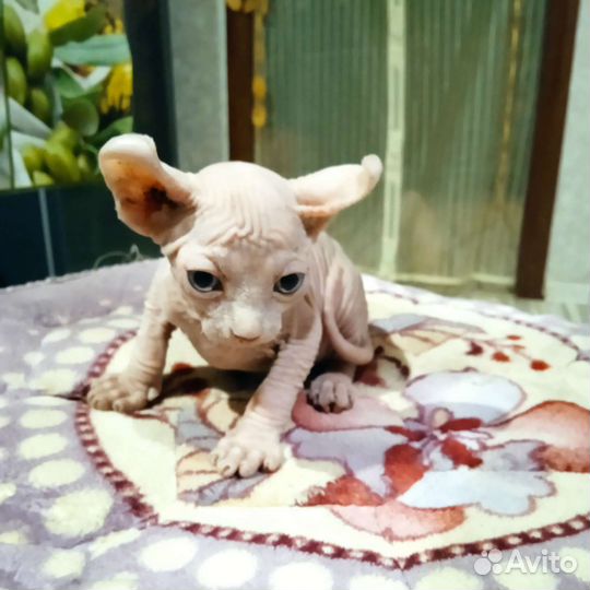 Канадский сфинкс