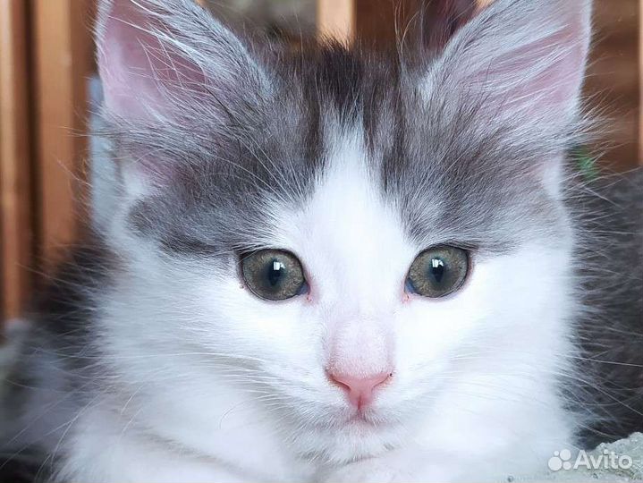 Котенок девочка 2 мес