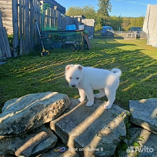 Щенки западно сибирской лайки