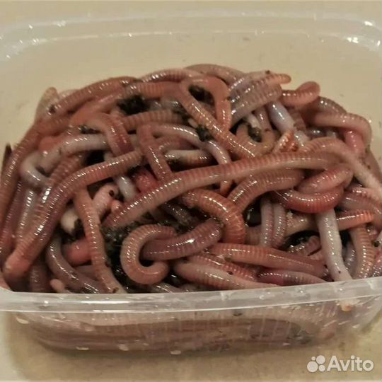 Черви для рыбалки