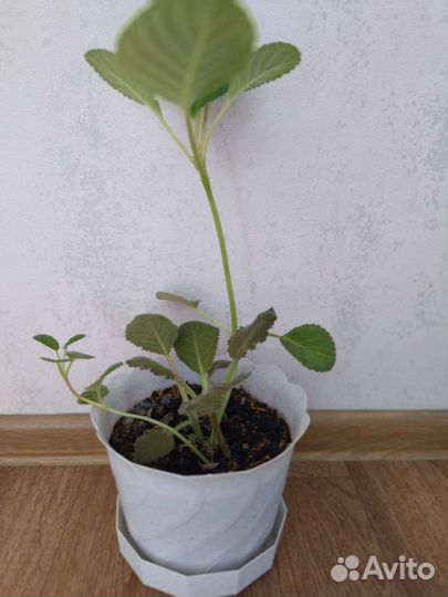 Комнатные цветы