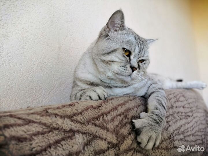 Кот на вязку