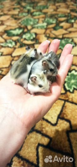 Джунгарский хомяк