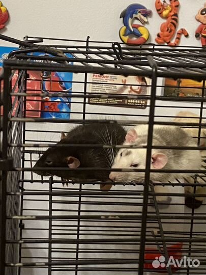 Декоративная крыса