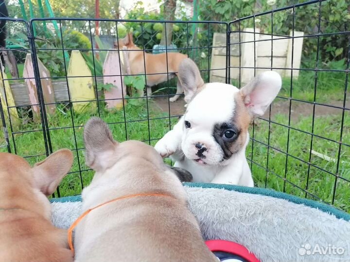 Французский бульдог