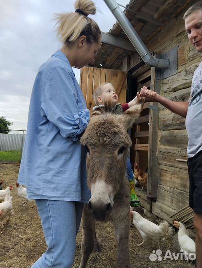 Ослик. Мальчик